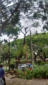 Remoção de 1 árvore - Condomínio na Vila Mariana