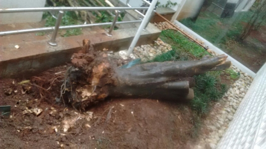 Remoção por raiz de 1 Ficus - Condomínio em Perdizes