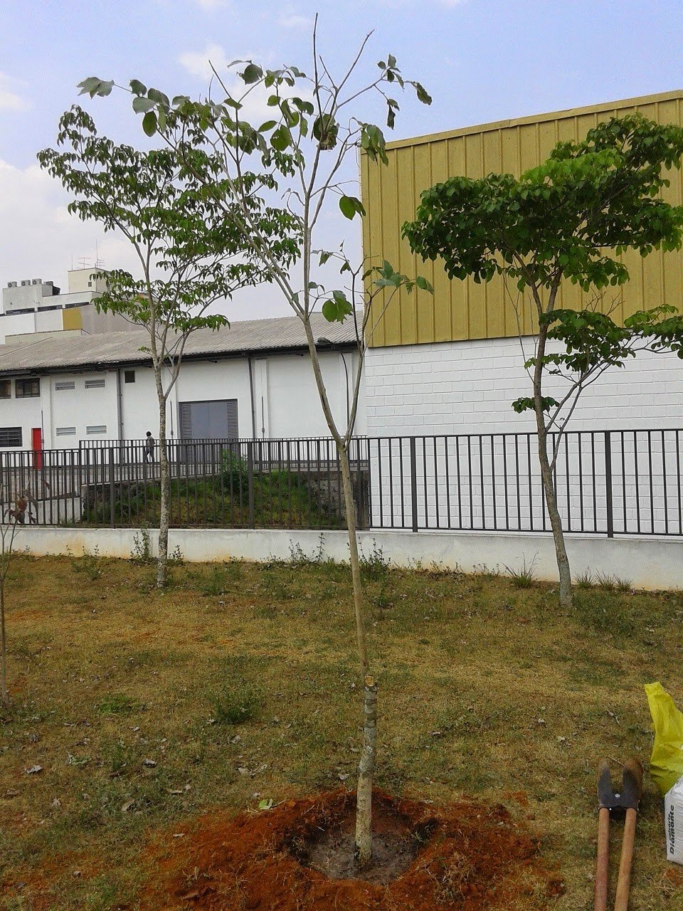 Plantio de mudas