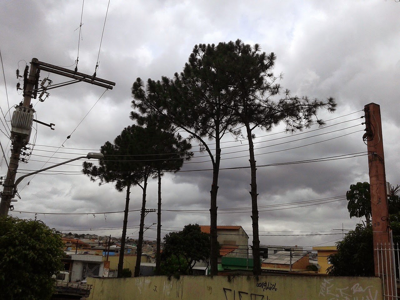 Poda,remoções e plantio de árvores - Condomínio em Vila Prudente