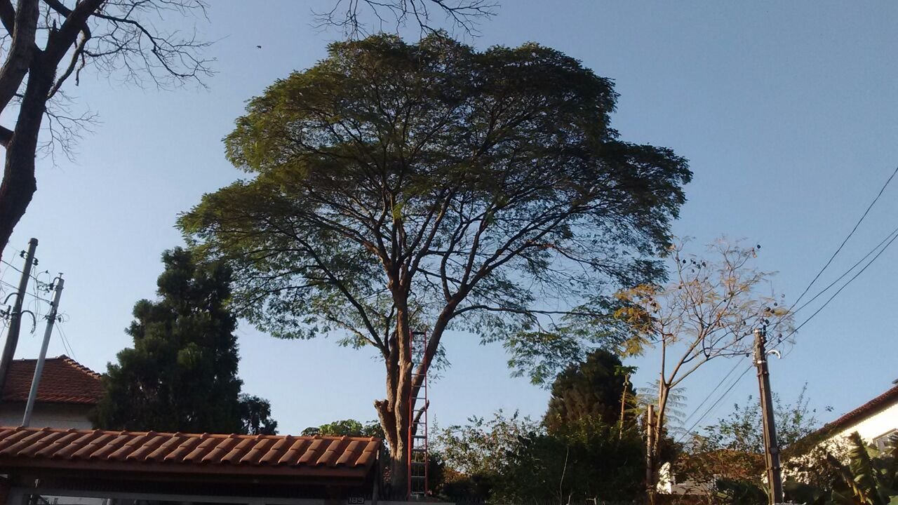 Poda de 1 Sibipiruna - Residência no Butantã