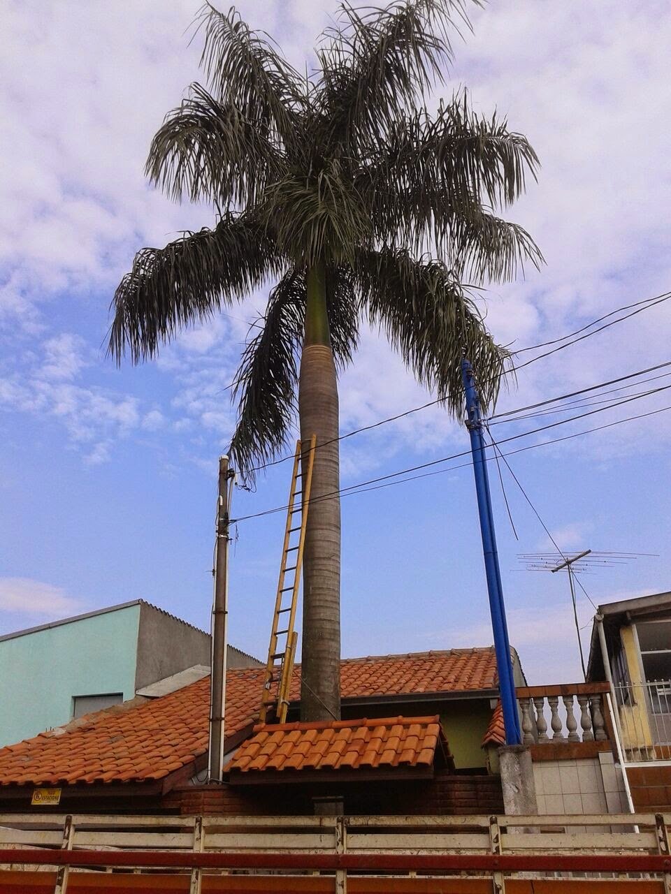 Remoção de Palmeira Imperial em Vila Prudente